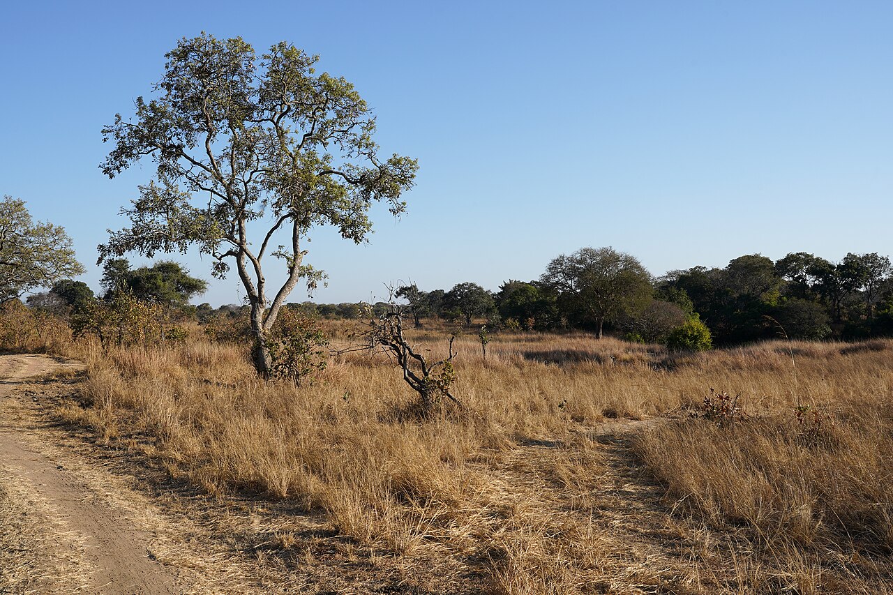 Safari road through savanna in Kafue National Park, Zambia