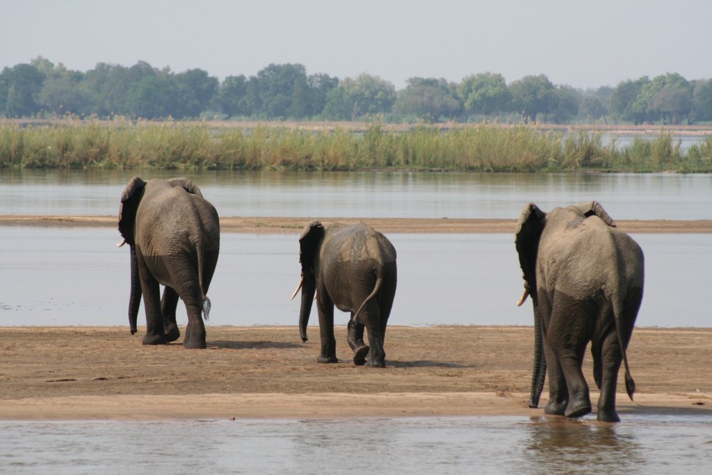 Elephants crossing the Zambezi in Lower Zambezi National Park, Zambia